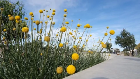 Yellow billy buttons (Craspedia globosa) in full bloom on roadside in Australia Stock Footage 336035302