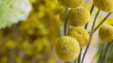 Yellow Billy Buttons Dolly Shot in Flower Shop 스톡 동영상 317685136