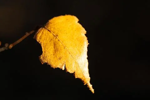 Yellow birch leaf on a black background, isolated autumn leaf on a sun beams Stock Photos