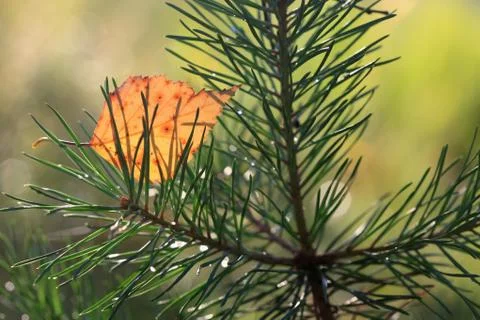 Yellow birch leaf on the branch of pine Stock Photos