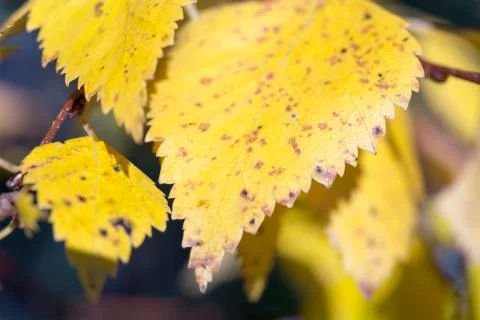 Yellow Birch Leaf Close Up Stock Photos