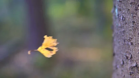 Yellow birch leaf flutters in the wind in the web Stock Footage 96985136