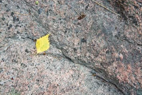 Yellow birch leaf Stock Photos