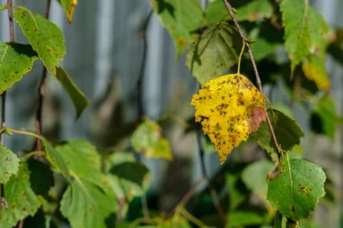 Yellow birch leaf. Stock Photos