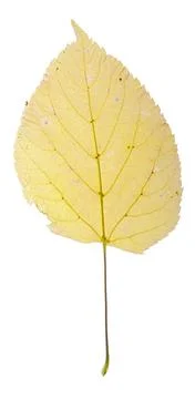 Yellow birch leaf Stock Photos