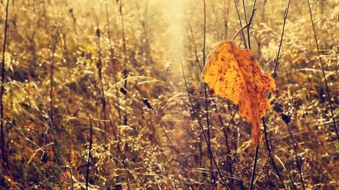 Yellow birch leaf sways in the wind on an autumn day. Stock Footage 103597547