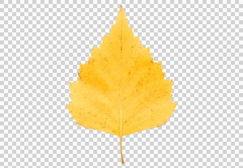Yellow birch leaf with triangular shape and serrated edges for autumn graphic Stock Photos