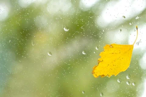 Yellow birch leaf on the window with raindrops Stock Photos