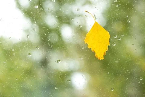 Yellow birch leaf on the window with raindrops Stock Photos