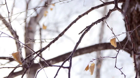 A Yellow Birch Leaf In Winter Stock Footage 68773906