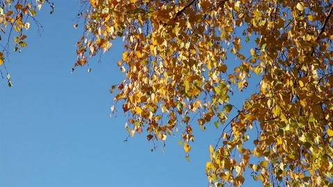 Yellow birch leaves from the corner Stock Footage 103952196