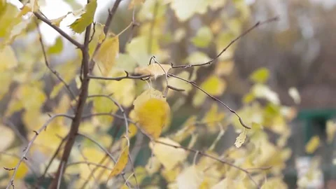 Yellow birch leaves develop in the wind, autumn, nature Stock Footage 76915506