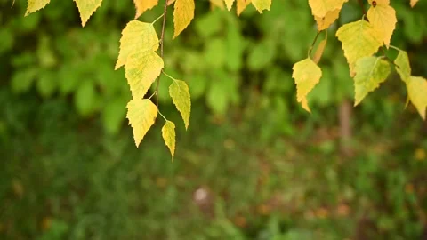 Yellow birch leaves in fall close up in the wind motion. Video. Stock Footage 163059575