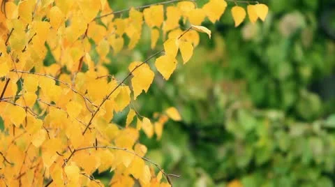 Yellow birch leaves. Video stock 8962708
