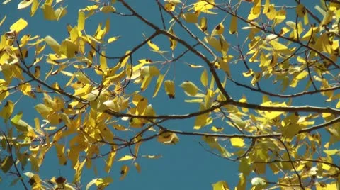 Yellow Birch Leaves Video stock 9061890