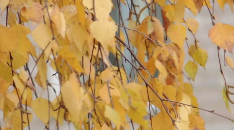 Yellow birch leaves Stock-Footage 57318049