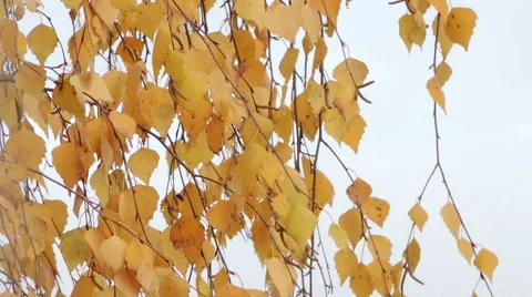 Yellow birch leaves Video stock 57318057