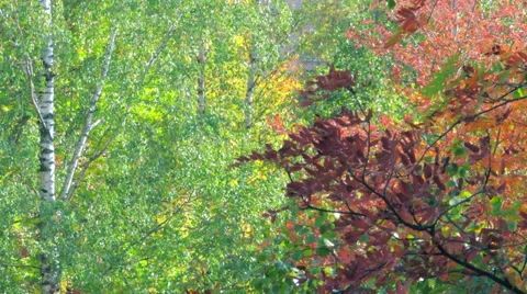 Yellow birch leaves Video stock 57318058