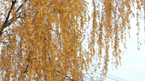 Yellow birch leaves Video stock 57318083