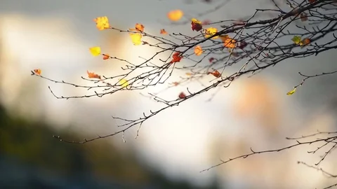 Yellow birch leaves Stock Footage 82532993