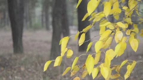 Yellow birch leaves Video stock 140925597