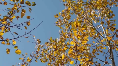 Yellow birch leaves Stock Footage 144420351