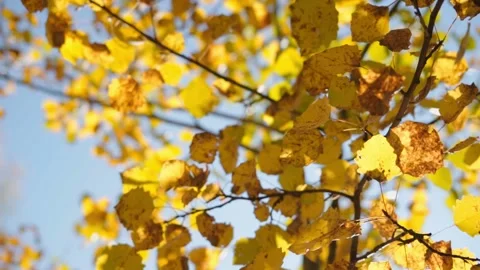 Yellow birch leaves Stock Footage 144420385