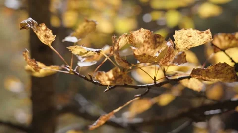 Yellow birch leaves Stock Footage 144420431
