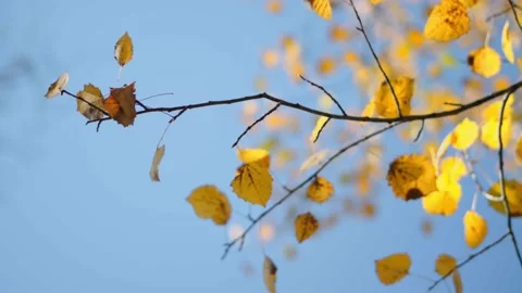 Yellow birch leaves Stock Footage 144420462