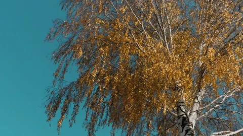 Yellow birch leaves Stock Footage 163985500