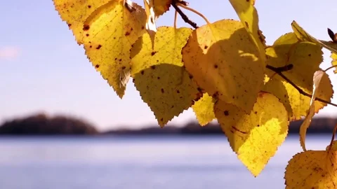 Yellow birch leaves with a lake in the background, rack focus shot Stock Footage 70098705