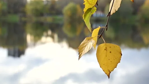 Yellow birch leaves on tree branch swaying on wind Stock Footage 219562630