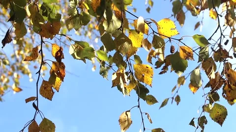 Yellow birch leaves in the wind . A tree branch sways in the wind. Yellow autumn Stock Footage 150066130