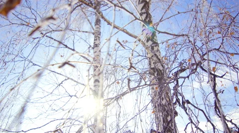 Yellow Birch Leaves In The Winter Stock Footage 68773151