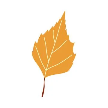 Yellow birch or aspen leaf vector autumn illustration isolated Stock Illustration