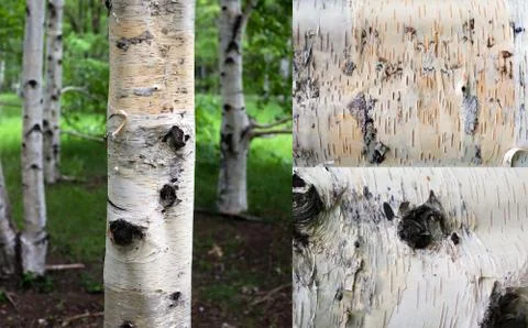 Yellow Birch Stock Photos