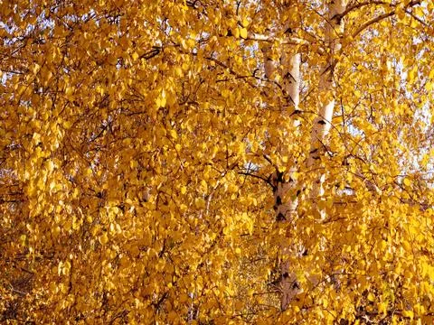 Yellow birch. Stock Photos