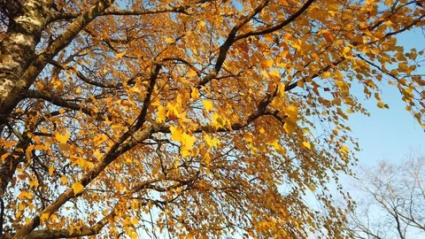 Yellow birch tree autumn foliage against blue sky Stock Footage 118691753