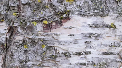 Yellow birch tree bark - Full frame Video stock 152834737