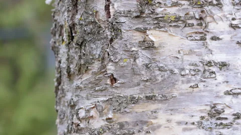 Yellow birch tree bark - side screen Stock-Footage 152835114