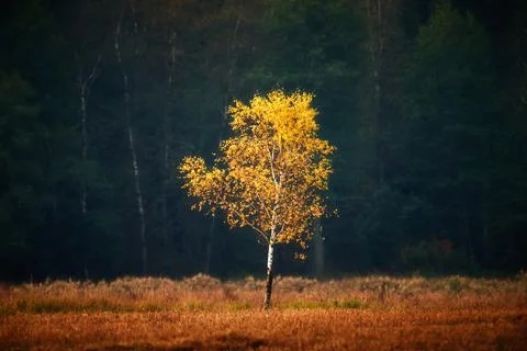 Yellow birch tree Stock Photos