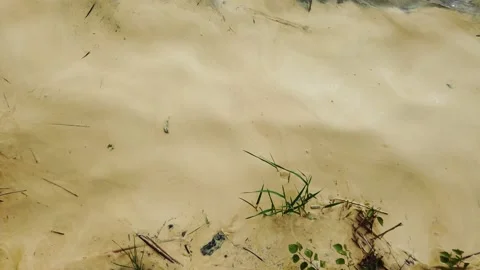 Yellow birch tree pollen floating on lake shore, Finland Stock Footage 154794674