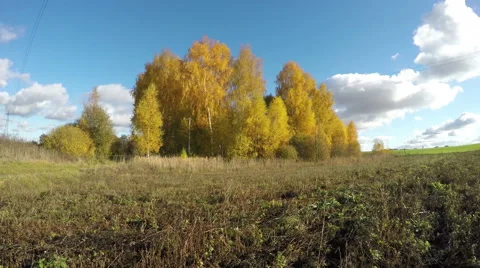 Yellow birch trees growing in fields on sunny day, time lapse 4K 库存影片 59294057