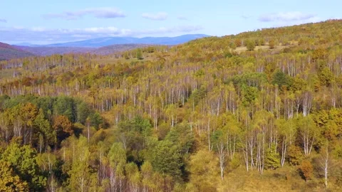Yellow birch trees with white bark in autumn season. Beautiful colors of autumn. Stock-Footage 150557514