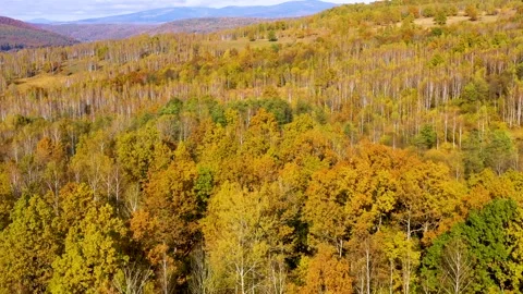 Yellow birch trees with white bark in autumn season. Beautiful colors of autumn. 動画素材 150557517