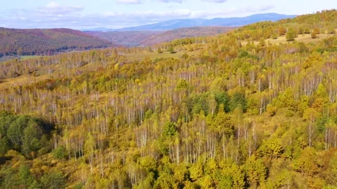 Yellow birch trees with white bark in autumn season. Beautiful colors of autumn. Stock-Footage 150557562