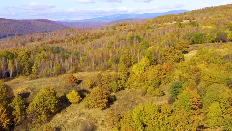 Yellow birch trees with white bark in autumn season. Beautiful colors of autumn. Video stock 150557757