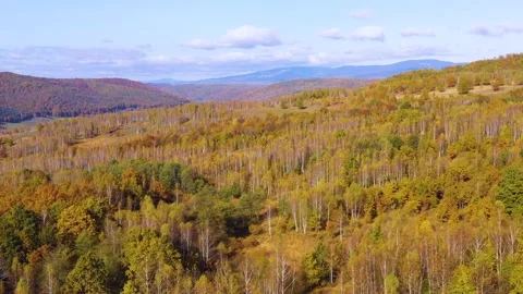 Yellow birch trees with white bark in autumn season. Beautiful colors of autumn. 動画素材 150558019