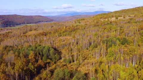 Yellow birch trees with white bark in autumn season. Beautiful colors of autumn. 스톡 동영상 150558038