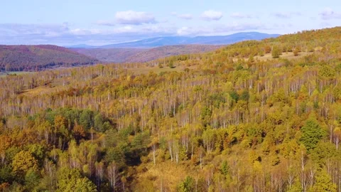 Yellow birch trees with white bark in autumn season. Beautiful colors of autumn. 스톡 동영상 150558140